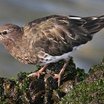 Black Turnstone